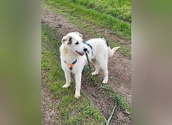 Daisy, sehr lieb und sozial