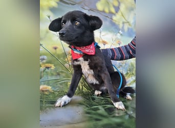 Sera, lieb aber noch etwas schüchtern