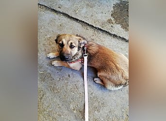 Kira, lieb und verspielt