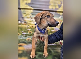 Boomer sucht das Abenteuer