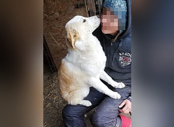 Tilly, freundlich und sanft