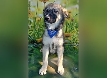 Mailo, verspielt und lieb
