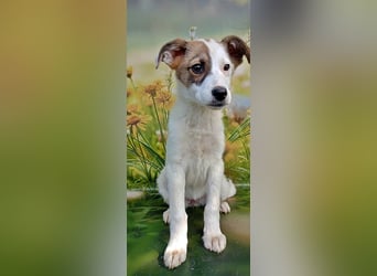 Lana, süße Hündin wartet auf Dich!