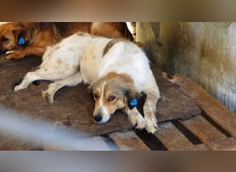 Carlotta, sucht einen Gnadenplatz
