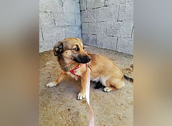 Kira, lieb und verspielt