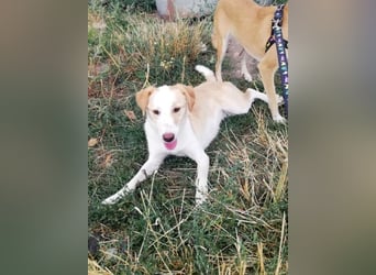 Tilly, freundlich und sanft