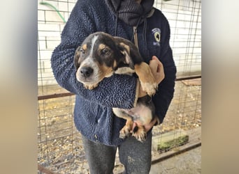 Paul wünscht sich ein Zuhause