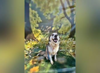 Charly (2), freundlich und neugierig