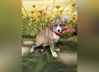 Raya, abenteuerlustiges Welpenmädchen