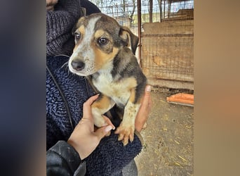 Wendy sucht ihr Glück