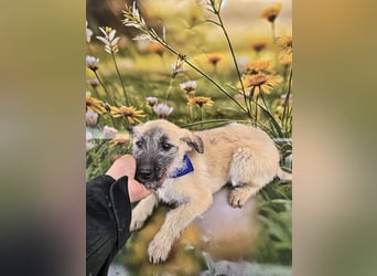 Toby, verspielt und lieb