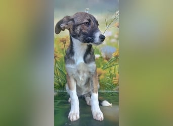 Hazel, möchte die Welt entdecken