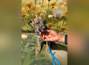 Peanut, neugierig und verspielt