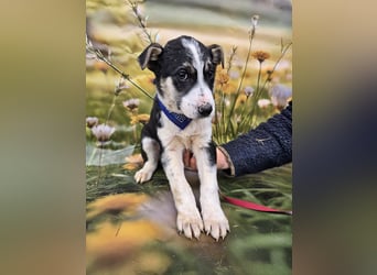 Joey, kleiner Herzensbrecher