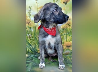 Xena, abenteuerlustiges Welpenmädchen