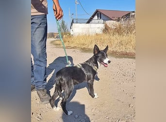 Kohaku, verspielt und lieb