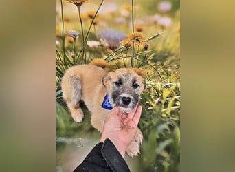 Rusty, lieb und freundlich