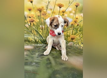 Lana, süße Hündin wartet auf Dich!