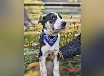 Joey, kleiner Herzensbrecher