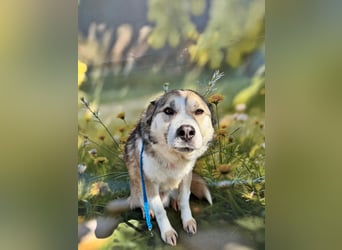 Charly (2), freundlich und neugierig