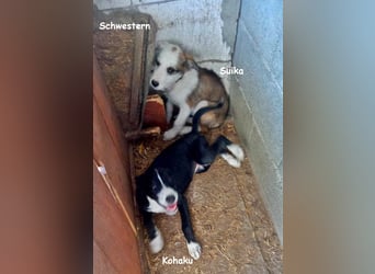Suika, verspielt und noch etwas schüchtern