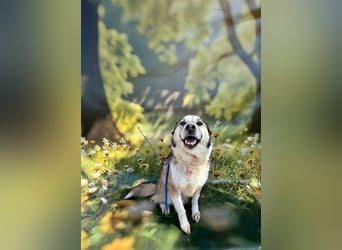 Charly (2), freundlich und neugierig