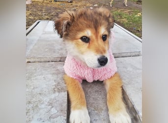 Priya, Welpenmädchen möchte die Welt entdecken