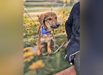 Boomer sucht das Abenteuer