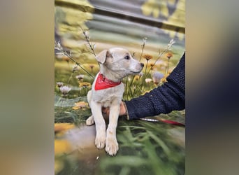 Fay, sucht ein Kuschelkörbchen