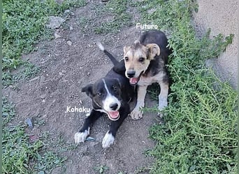 Kohaku, verspielt und lieb