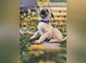 Toby, verspielt und lieb