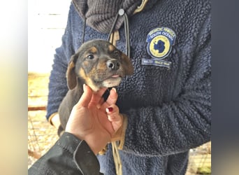 Lotti, kleines Mädchen sucht großes Glück