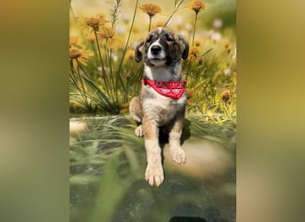Hazel, möchte die Welt entdecken