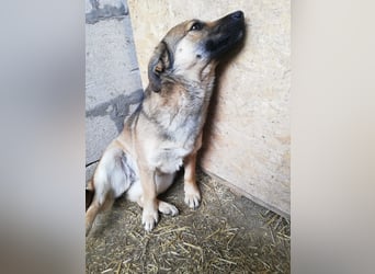 Kira, lieb und verspielt