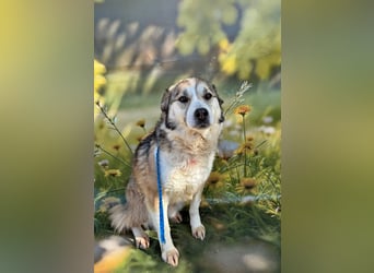 Charly (2), freundlich und neugierig