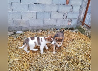 Sandy, freundliches Welpenmädchen