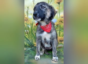 Xena, abenteuerlustiges Welpenmädchen