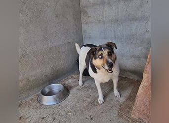 Leo 3, sucht einen Gnadenplatz