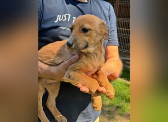 Grace, junge, hübsche Hündin sucht ihr Glück