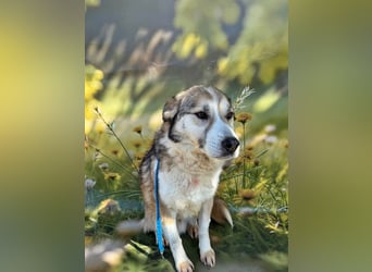 Charly (2), freundlich und neugierig