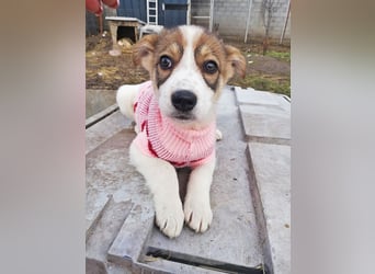 Sandy, freundliches Welpenmädchen