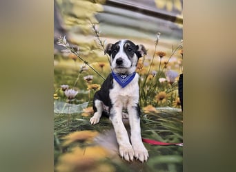 Joey, kleiner Herzensbrecher