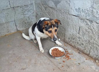 Leo 3, sucht einen Gnadenplatz