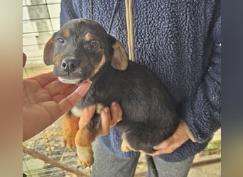 Lotti, kleines Mädchen sucht großes Glück