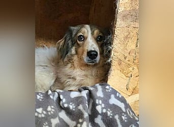 Carlotta, sucht einen Gnadenplatz