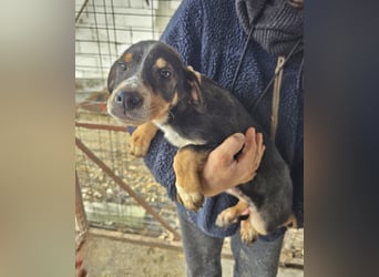 Paul wünscht sich ein Zuhause