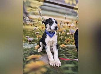 Joey, kleiner Herzensbrecher