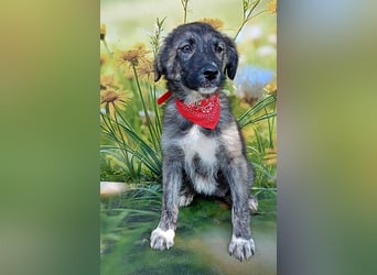 Xena, abenteuerlustiges Welpenmädchen
