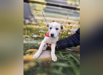 Fay, sucht ein Kuschelkörbchen