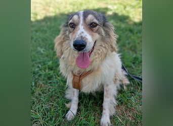 Carlotta, sucht einen Gnadenplatz